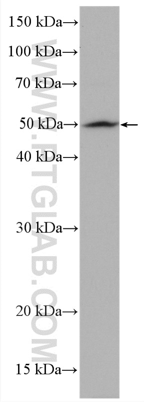 Western Blot (WB) analysis of U2OS cells using Cyclin A2 Polyclonal antibody (27242-1-AP)