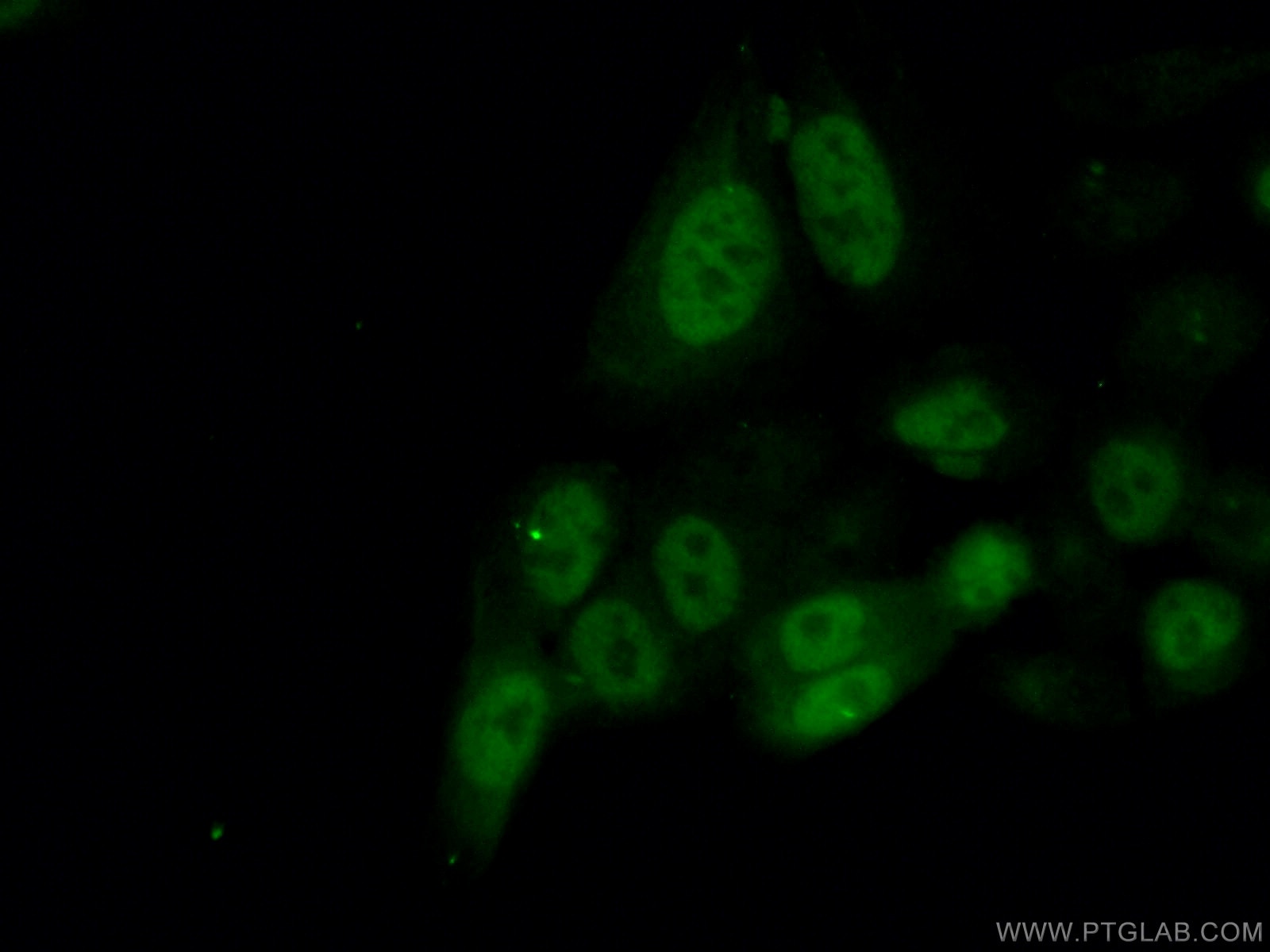 Immunofluorescence (IF) / fluorescent staining of HeLa cells using Cyclin A2 Monoclonal antibody (66391-1-Ig)