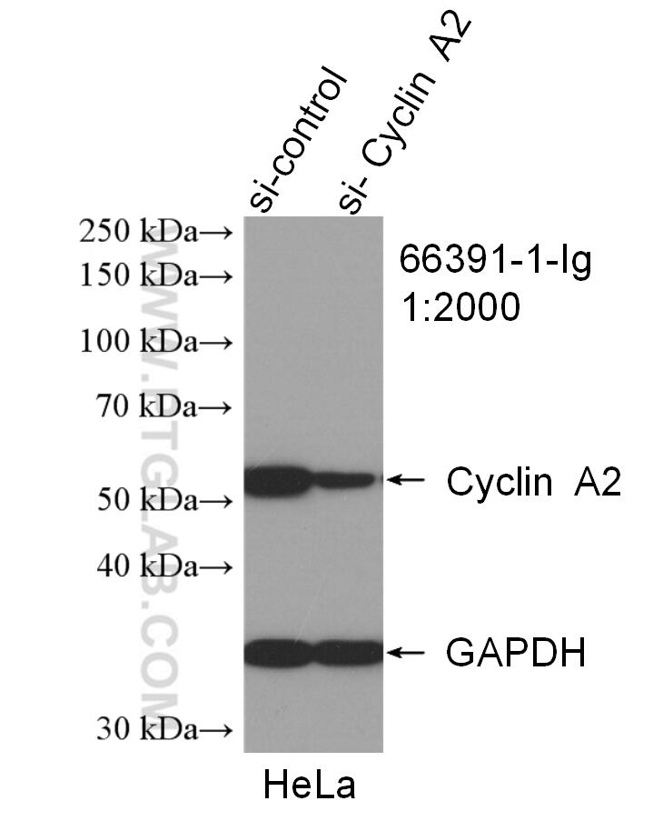 Western Blot (WB) analysis of HeLa cells using Cyclin A2 Monoclonal antibody (66391-1-Ig)
