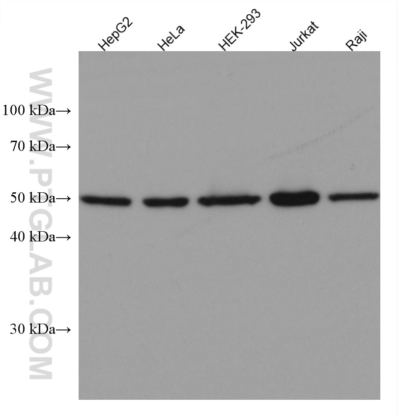 Western Blot (WB) analysis of various lysates using Cyclin A2 Monoclonal antibody (66391-1-Ig)