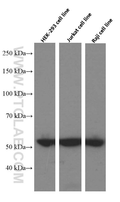 Cyclin A2 Monoclonal antibody