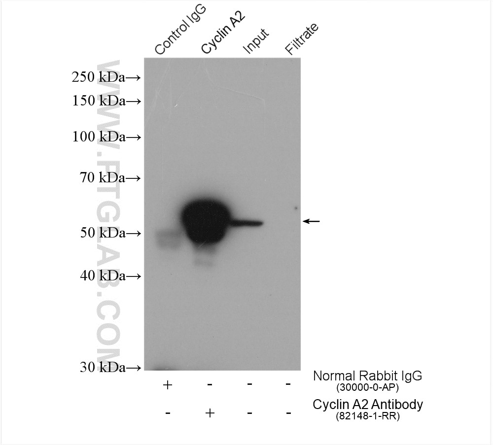 Immunoprecipitation (IP) experiment of HeLa cells using Cyclin A2 Recombinant antibody (82148-1-RR)