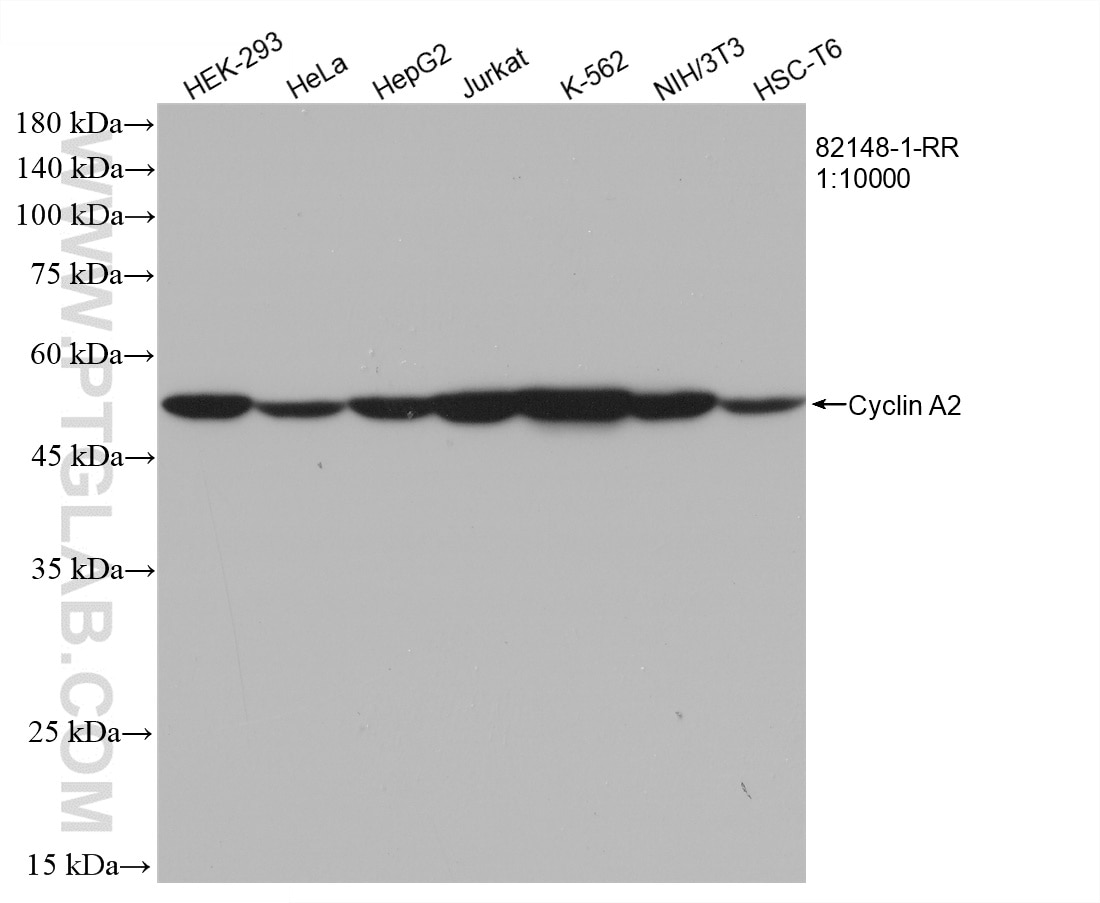 Western Blot (WB) analysis of various lysates using Cyclin A2 Recombinant antibody (82148-1-RR)