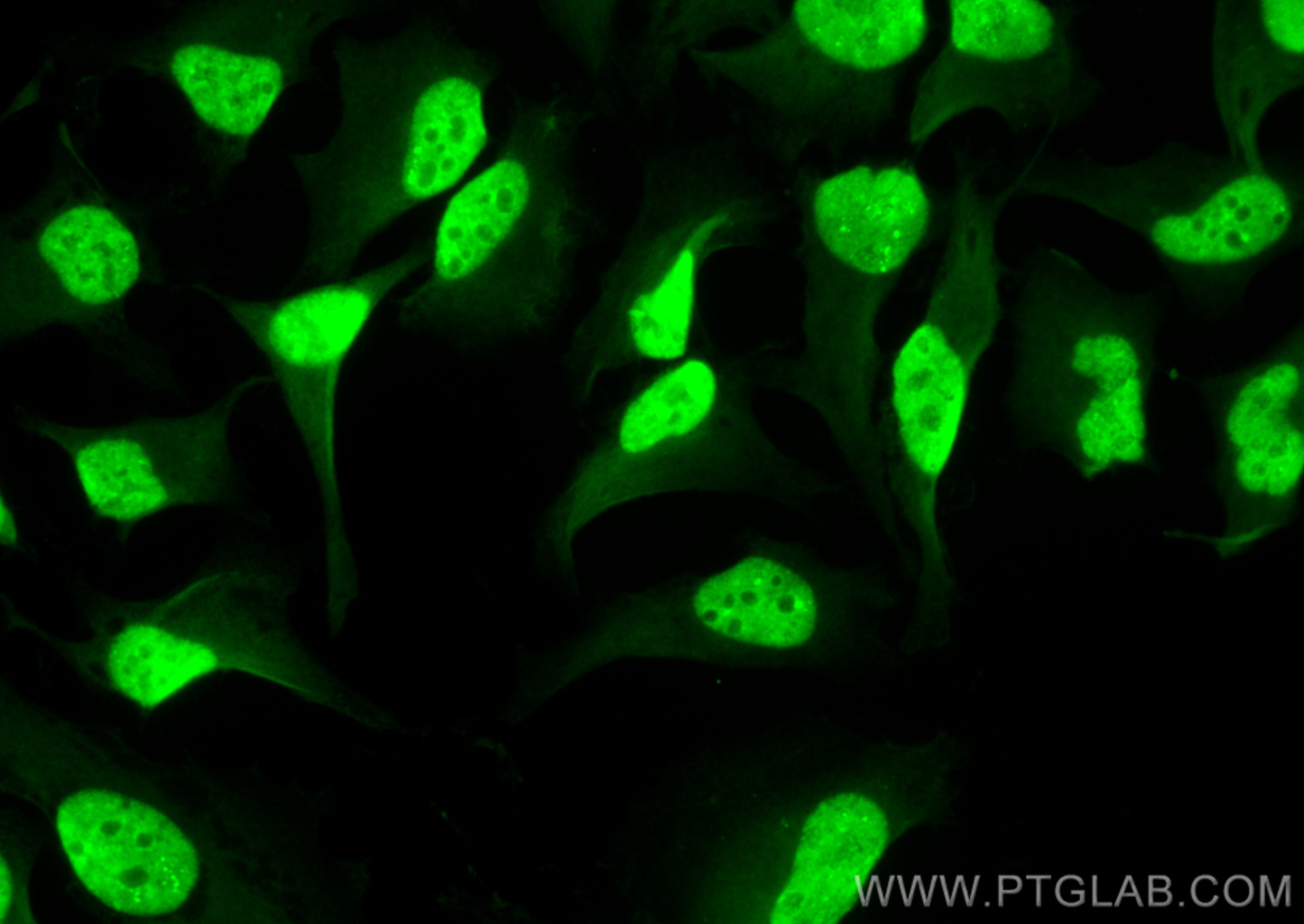Immunofluorescence (IF) / fluorescent staining of HeLa cells using CoraLite® Plus 488-conjugated Cyclin A2 Recombinan (CL488-82148)