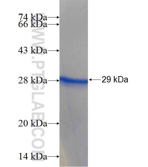 Cyclin A2 fusion protein Ag25666 SDS-PAGE