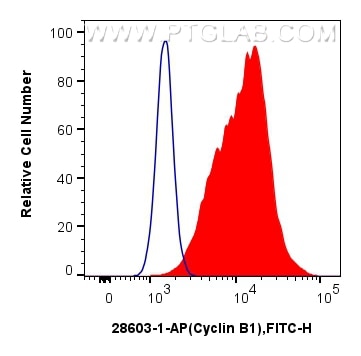 Flow cytometry (FC) experiment of Ramos cells using Cyclin B1 Polyclonal antibody (28603-1-AP)