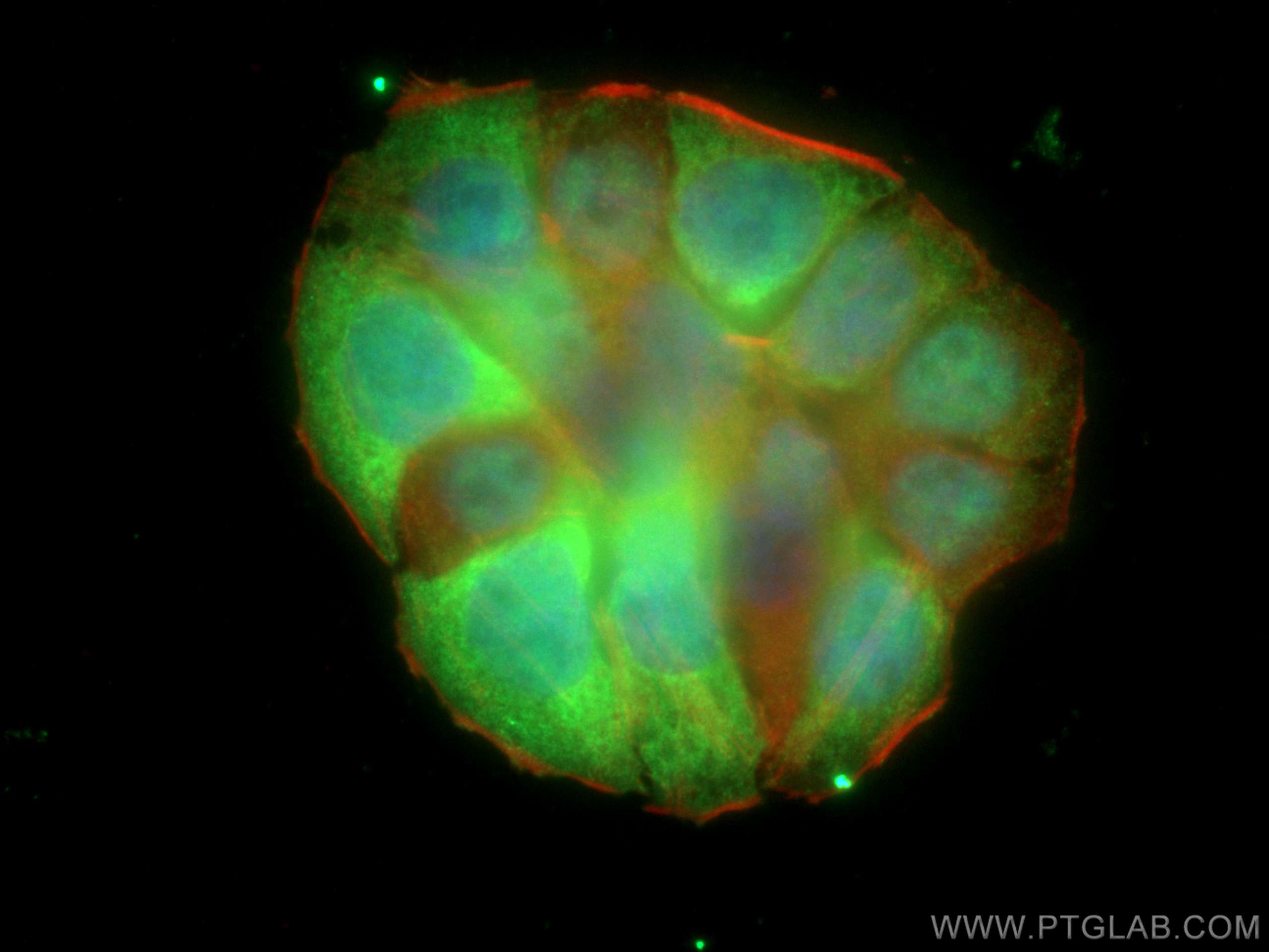 Immunofluorescence (IF) / fluorescent staining of HT-29 cells using Cyclin B1 Polyclonal antibody (28603-1-AP)