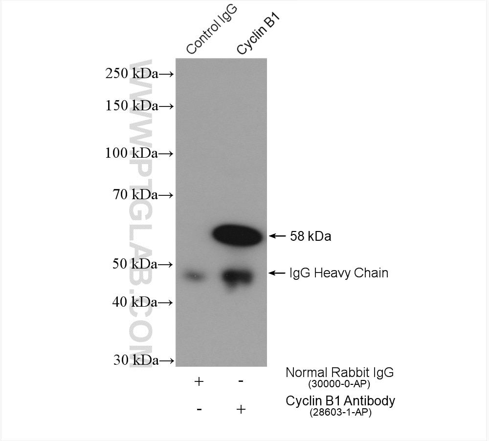 Immunoprecipitation (IP) experiment of HeLa cells using Cyclin B1 Polyclonal antibody (28603-1-AP)