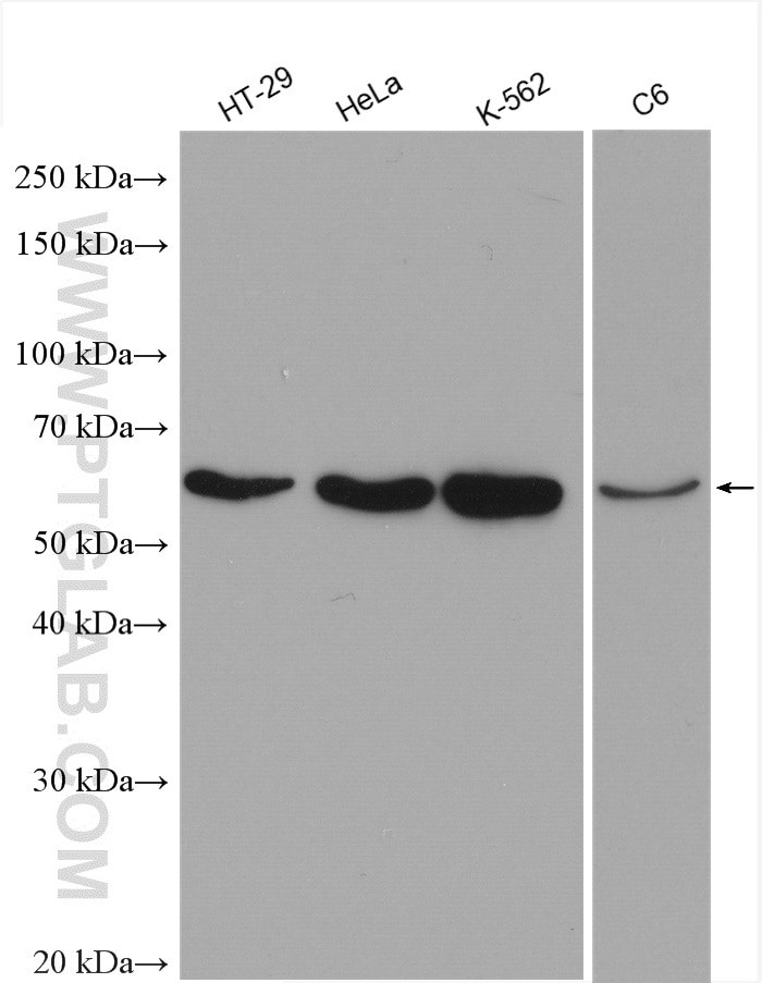 Western Blot (WB) analysis of various lysates using Cyclin B1 Polyclonal antibody (28603-1-AP)
