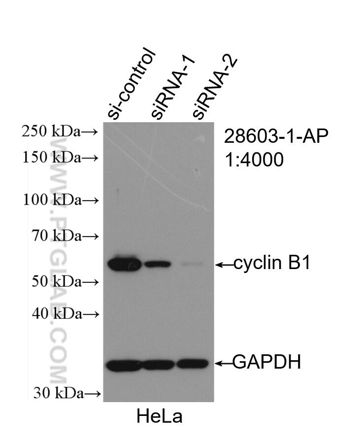 Western Blot (WB) analysis of HeLa cells using Cyclin B1 Polyclonal antibody (28603-1-AP)