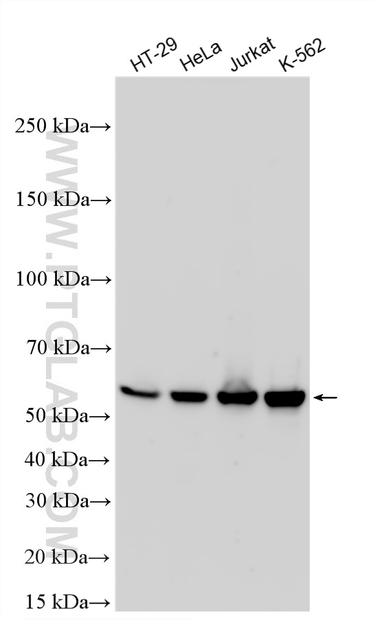 Western Blot (WB) analysis of various lysates using Cyclin B1 Polyclonal antibody (28603-1-AP)
