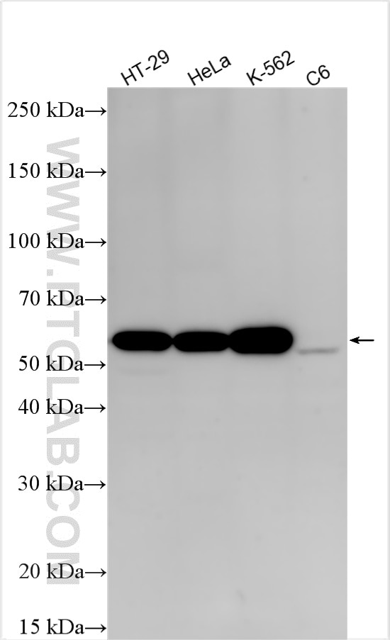 WB analysis using 85895-1-RR (same clone as 85895-1-PBS) Western Blot (WB) analysis of various lysates using Cyclin B1 Recombinant monoclonal antibody (85895-1-RR)