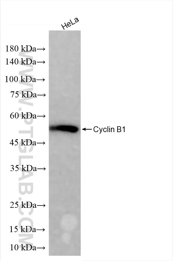 Western Blot (WB) analysis of various lysates using Cyclin B1 Recombinant antibody (85895-3-RR)