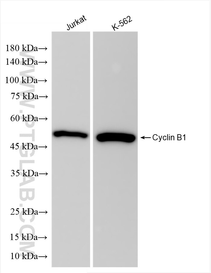 Western Blot (WB) analysis of various lysates using Cyclin B1 Recombinant antibody (85895-3-RR)