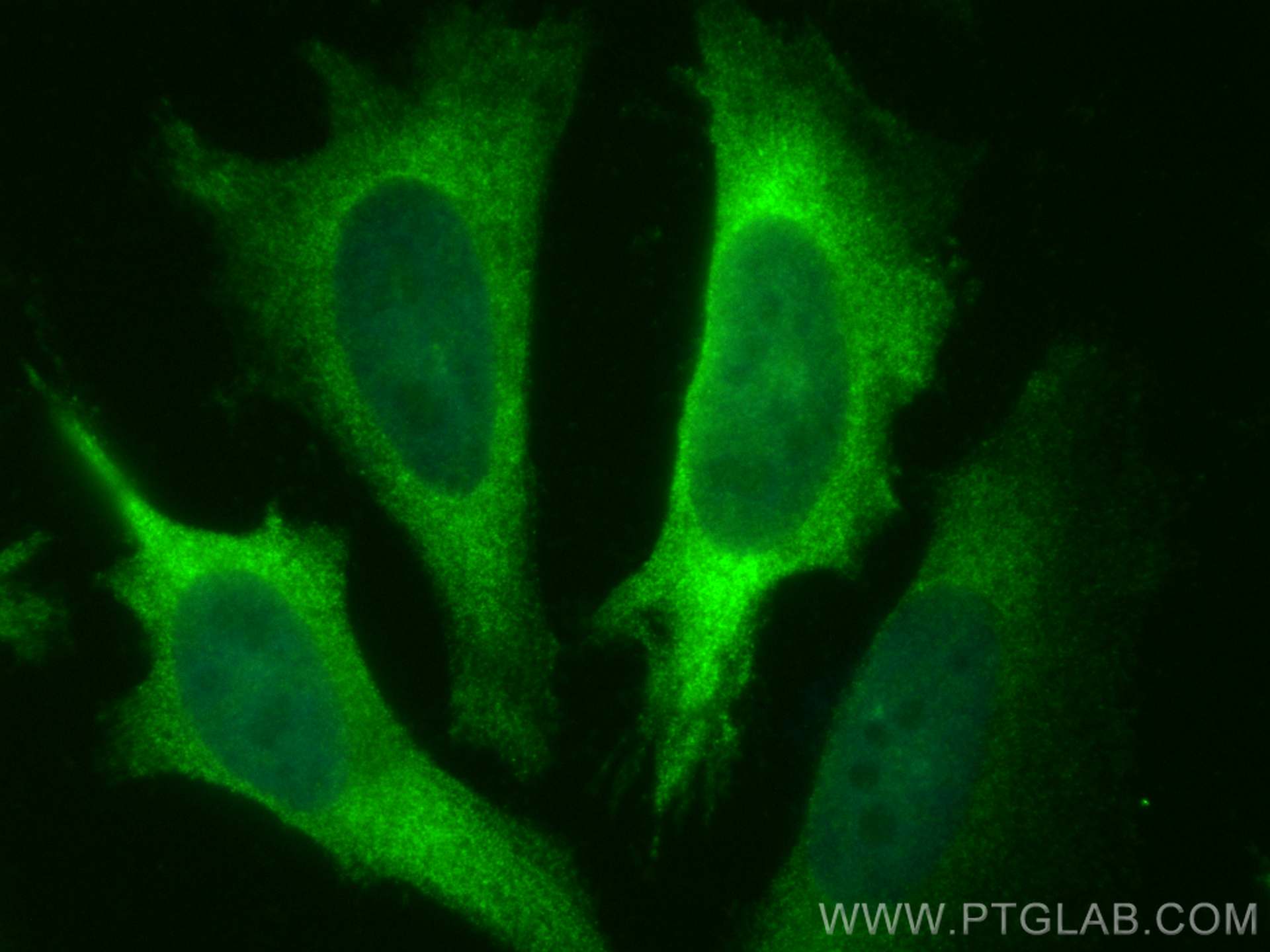 Immunofluorescence (IF) / fluorescent staining of HeLa cells using CoraLite® Plus 488-conjugated Cyclin B1 Polyclonal (CL488-28603)