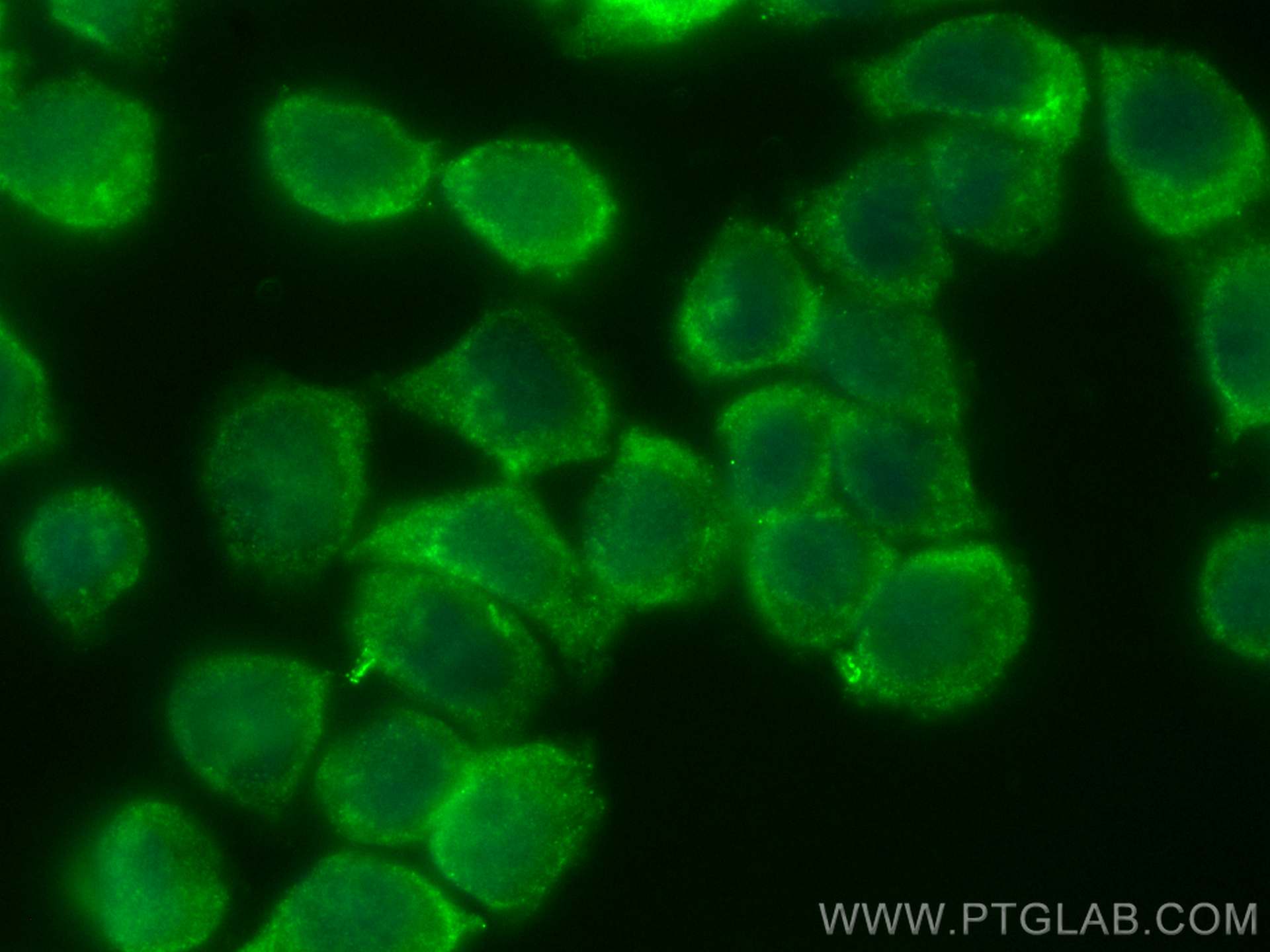 Immunofluorescence (IF) / fluorescent staining of HT-29 cells using CoraLite® Plus 488-conjugated Cyclin B1 Polyclonal (CL488-28603)