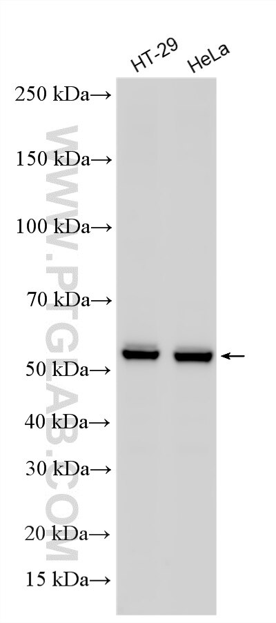 WB analysis using RMX00076 Western Blot (WB) analysis of various lysates using Multi-rAb® Cyclin B1 Multi-Recombinant antibody (RMX00076)