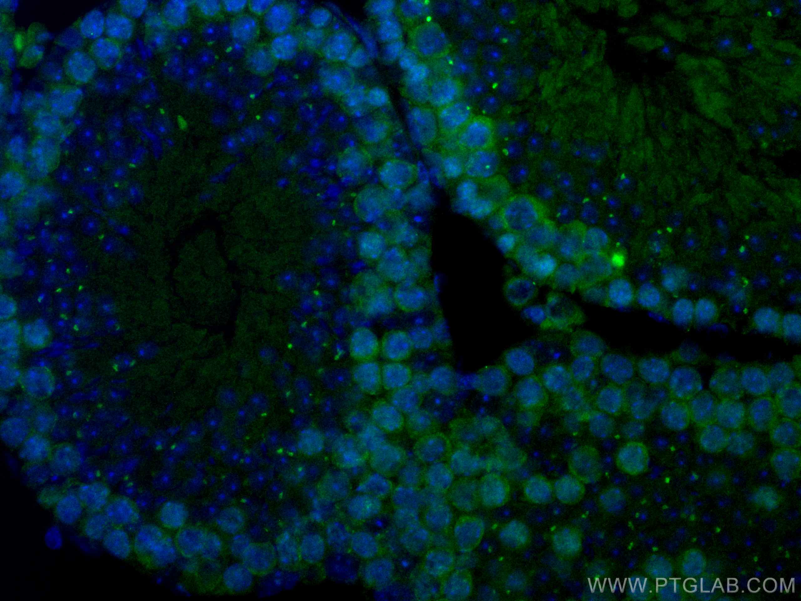 Immunofluorescence (IF) / fluorescent staining of mouse testis tissue using CoraLite® Plus 488-conjugated Cyclin B2 Monoclonal (CL488-67726)