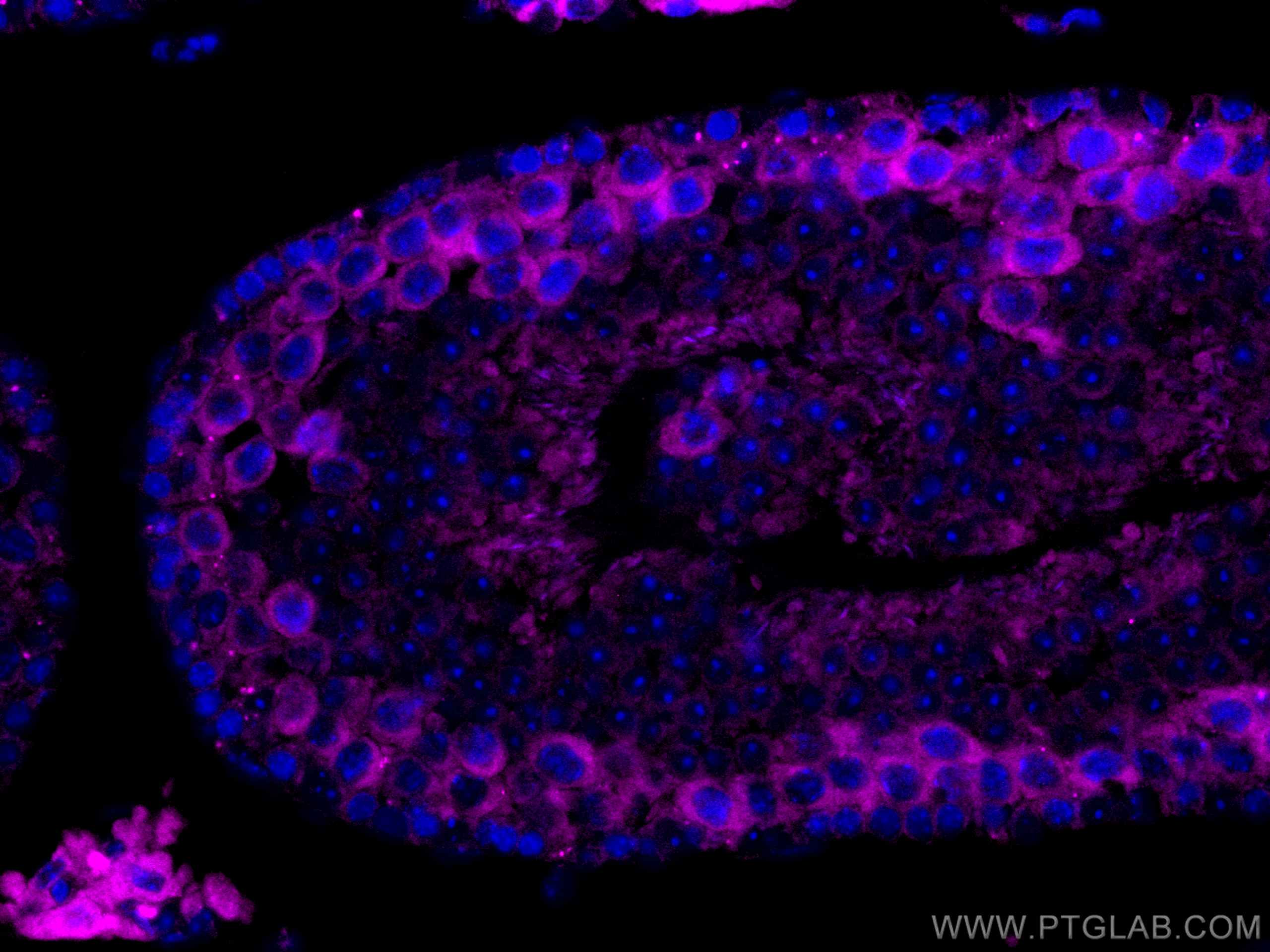 Immunofluorescence (IF) / fluorescent staining of mouse testis tissue using CoraLite® Plus 647-conjugated Cyclin B2 Monoclonal (CL647-67726)