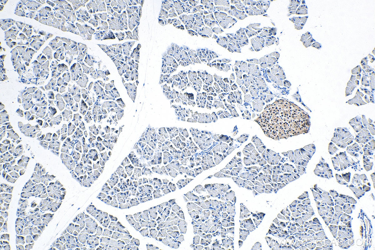 Immunohistochemistry (IHC) staining of mouse pancreas tissue using Cyclin D1 Polyclonal antibody (26939-1-AP)