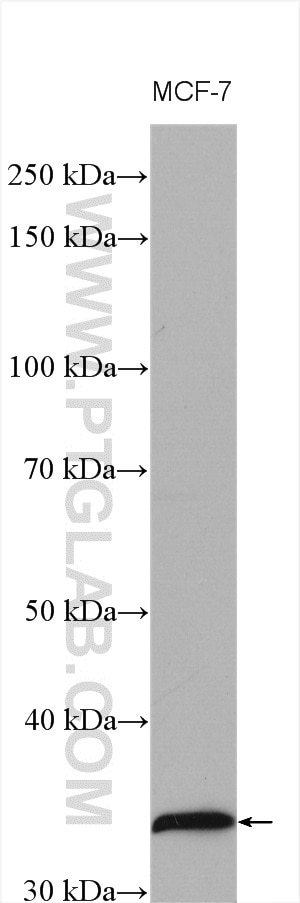 Western Blot (WB) analysis of various lysates using Cyclin D1 Polyclonal antibody (26939-1-AP)