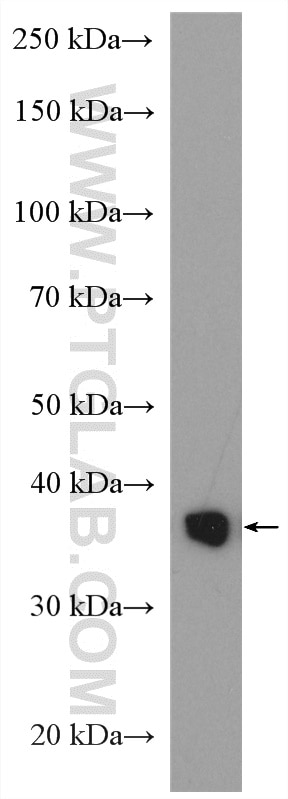 Western Blot (WB) analysis of C6 cells using Cyclin D1 Polyclonal antibody (26939-1-AP)