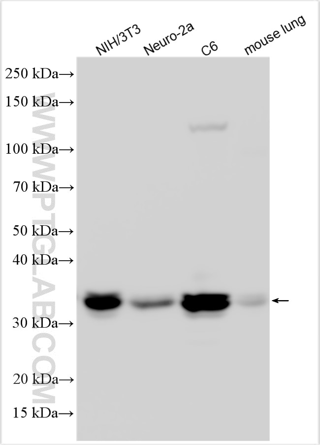 Western Blot (WB) analysis of various lysates using Cyclin D1 Polyclonal antibody (26939-1-AP)