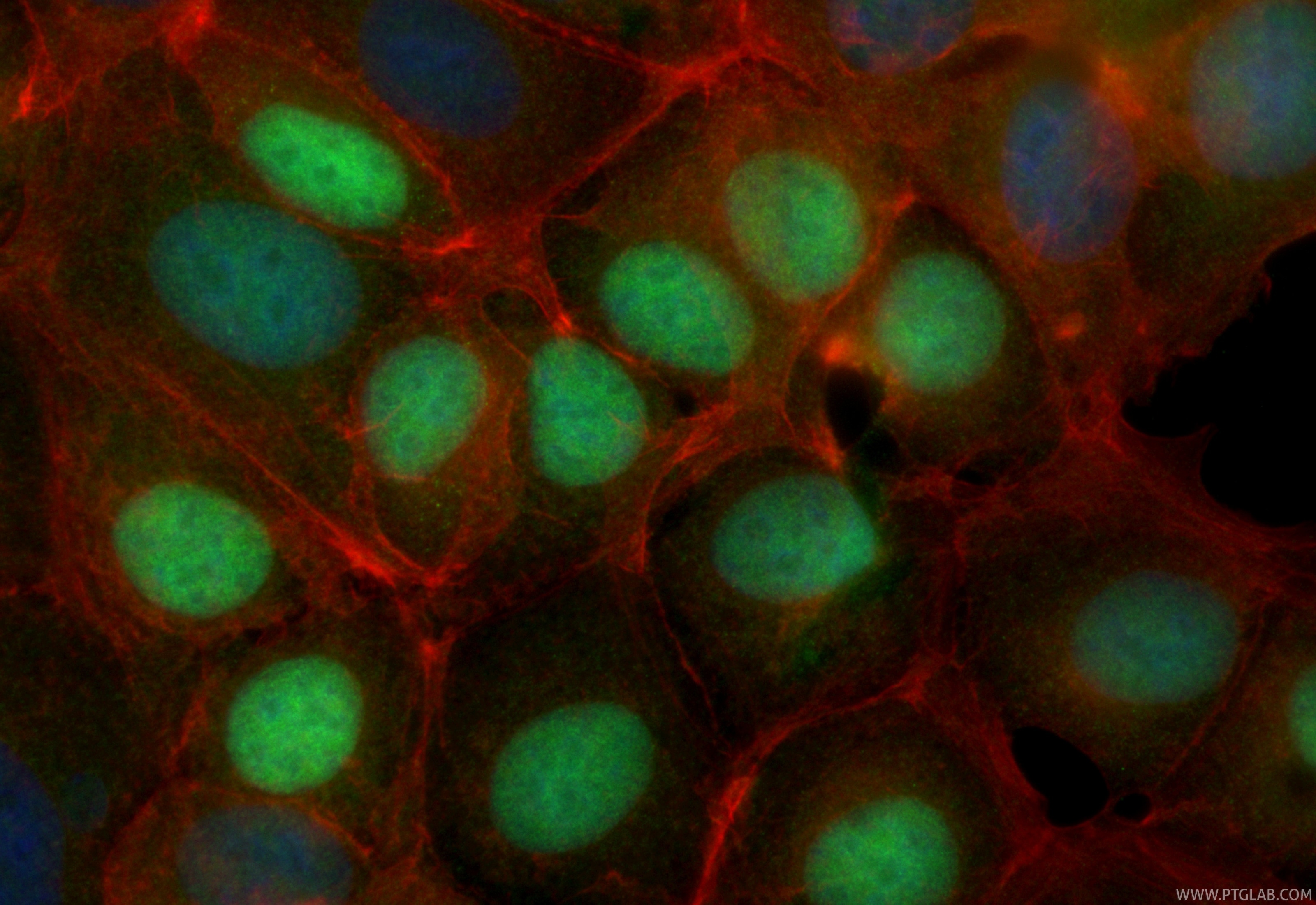 Immunofluorescence (IF) / fluorescent staining of MCF-7 cells using CoraLite® Plus 488-conjugated Cyclin D1 Recombinan (CL488-82681)