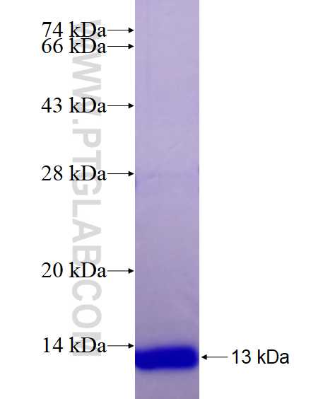 Cyclin D1 fusion protein Ag23228 SDS-PAGE