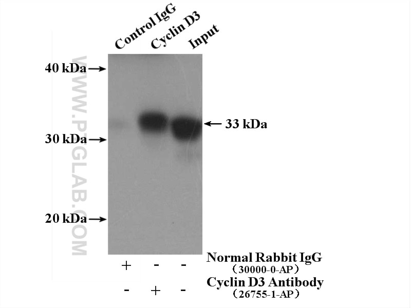Immunoprecipitation (IP) experiment of K-562 cells using Cyclin D3 Polyclonal antibody (26755-1-AP)