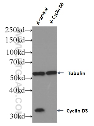 Western Blot (WB) analysis of Jurkat cells using Cyclin D3 Polyclonal antibody (26755-1-AP)
