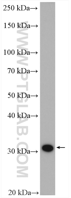 Western Blot (WB) analysis of HeLa cells using Cyclin D3 Polyclonal antibody (26755-1-AP)