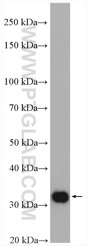 Western Blot (WB) analysis of Jurkat cells using Cyclin D3 Polyclonal antibody (26755-1-AP)