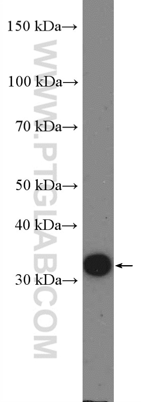 Western Blot (WB) analysis of C6 cells using Cyclin D3 Polyclonal antibody (26755-1-AP)
