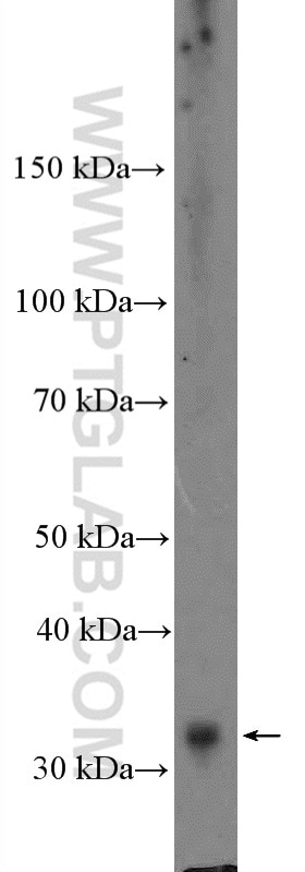 Western Blot (WB) analysis of K-562 cells using Cyclin D3 Polyclonal antibody (26755-1-AP)