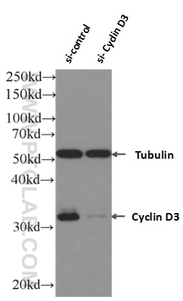 Western Blot (WB) analysis of Jurkat cells using Cyclin D3 Monoclonal antibody (66357-1-Ig)