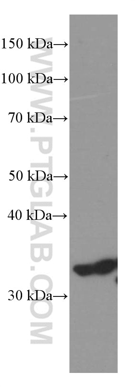 Western Blot (WB) analysis of HEK-293 cells using Cyclin D3 Monoclonal antibody (66357-1-Ig)