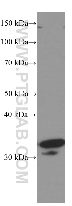 Western Blot (WB) analysis of K-562 cells using Cyclin D3 Monoclonal antibody (66357-1-Ig)