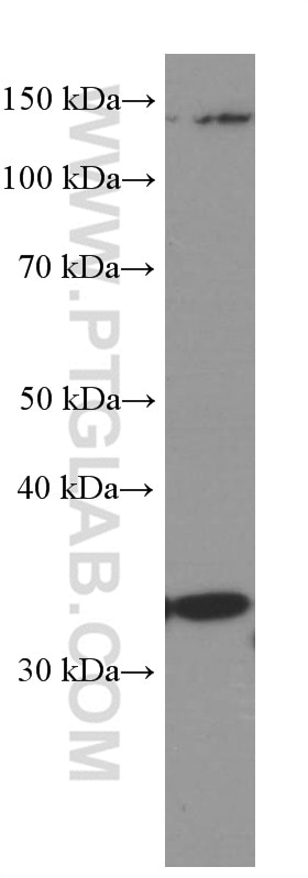 Western Blot (WB) analysis of Raji cells using Cyclin D3 Monoclonal antibody (66357-1-Ig)