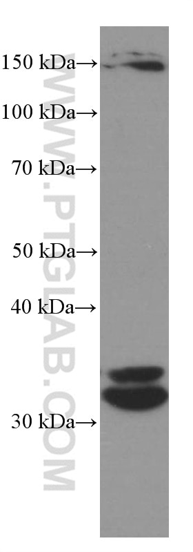 Western Blot (WB) analysis of HL-60 cells using Cyclin D3 Monoclonal antibody (66357-1-Ig)