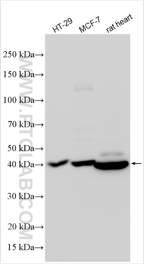 Western Blot (WB) analysis of various lysates using Cyclin E1 Recombinant antibody (82700-10-RR)