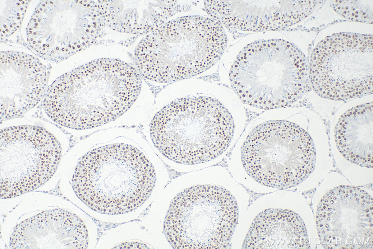 Immunohistochemistry (IHC) staining of rat testis tissue using Cyclin E1 Recombinant antibody (82700-9-RR)