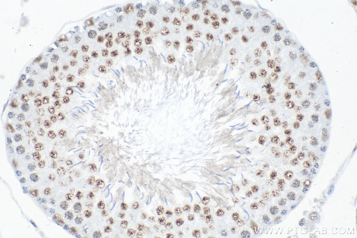Immunohistochemistry (IHC) staining of rat testis tissue using Cyclin E1 Recombinant antibody (82700-9-RR)