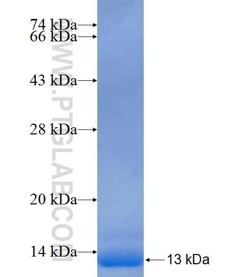 Cyclin E fusion protein Ag25403 SDS-PAGE