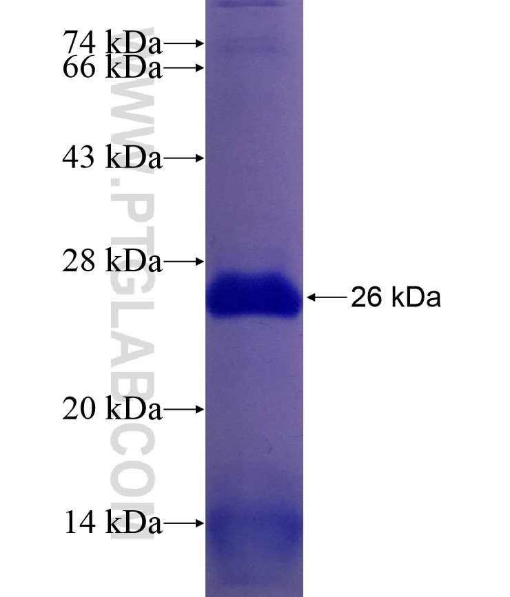 Cyclin E fusion protein Ag26352 SDS-PAGE