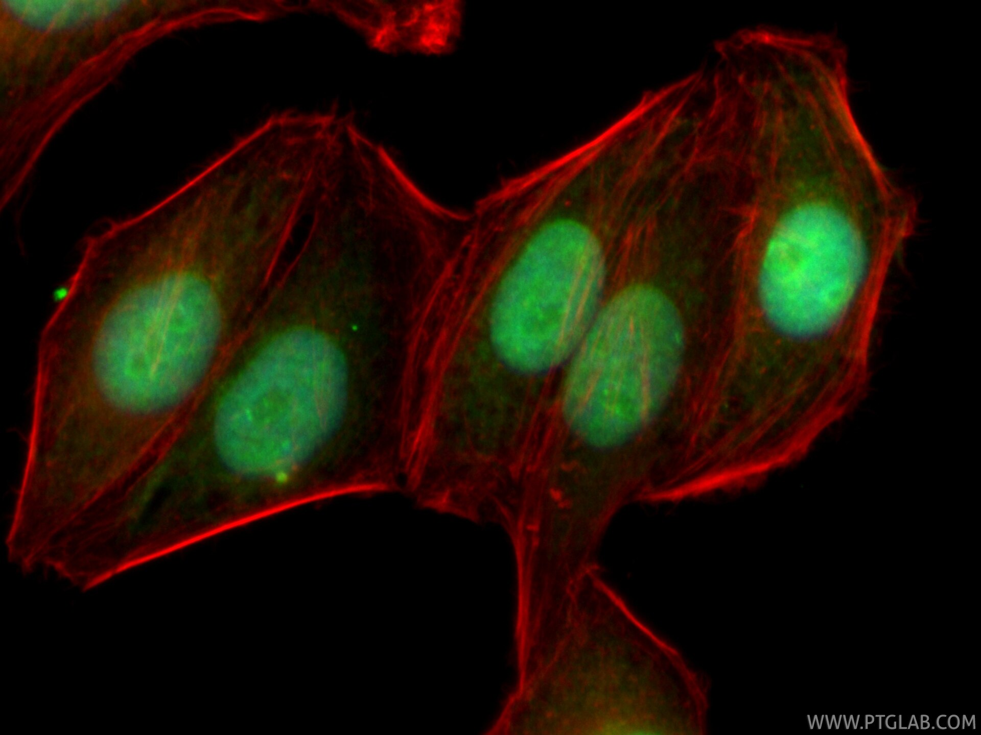 Immunofluorescent analysis of (4% PFA) fixed HepG2 cells using CoraLite® Plus 488 Cyclin E1 antibody (CL488-82700-9, Clone: 240136H5 ) at dilution of 1:200, CL594-phalloidin (red). Immunofluorescence (IF) / fluorescent staining of HepG2 cells using CoraLite® Plus 488-conjugated Cyclin E1 Recombinan (CL488-82700-9)