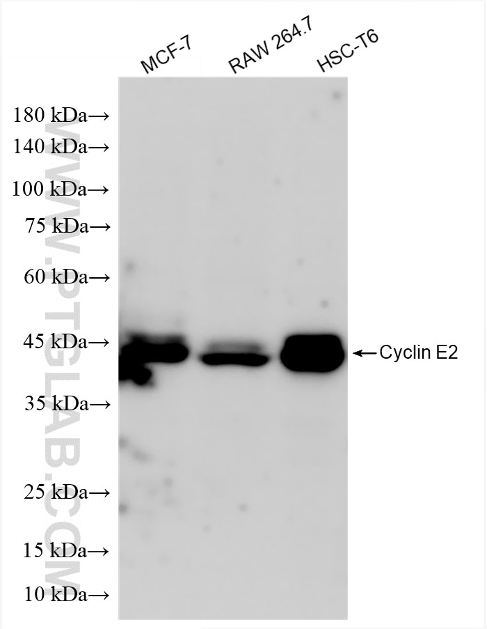 Western Blot (WB) analysis of various lysates using Cyclin E2 Recombinant antibody (85803-3-RR)