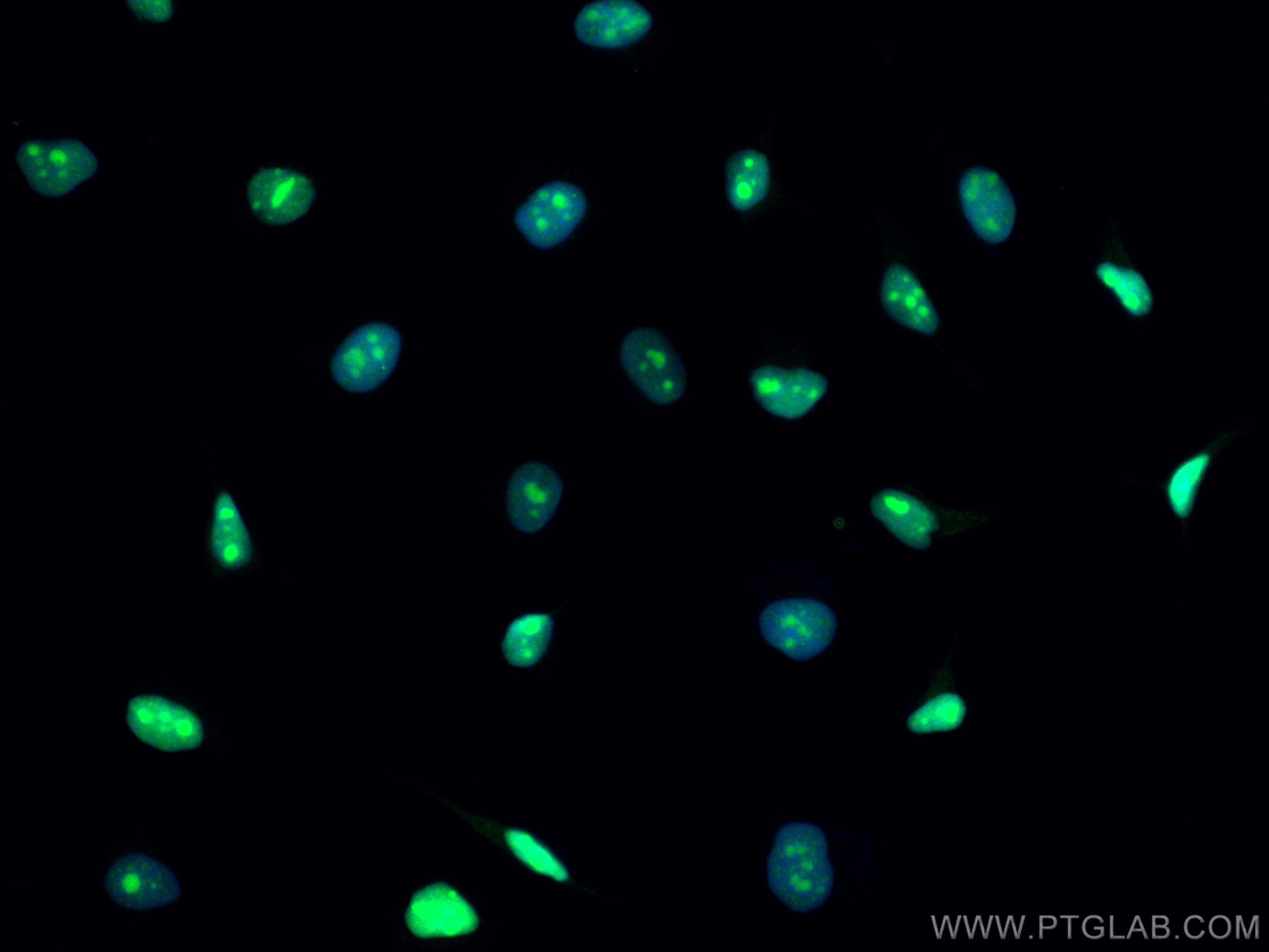 Immunofluorescence (IF) / fluorescent staining of HeLa cells using CoraLite® Plus 488-conjugated Cyclin E2 Polyclonal (CL488-11935)