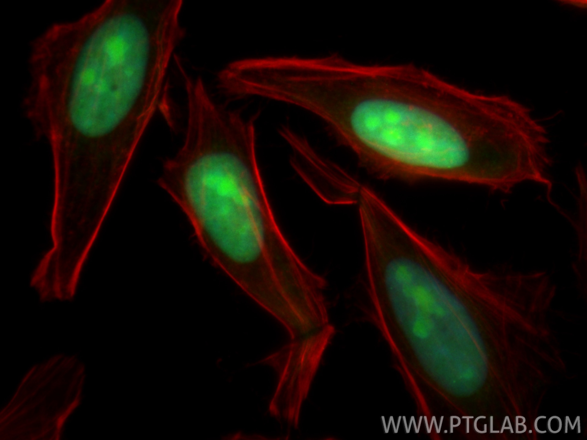 Immunofluorescence (IF) / fluorescent staining of HeLa cells using CoraLite® Plus 488-conjugated Cyclin E2 Polyclonal (CL488-11935)