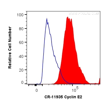 Flow cytometry (FC) experiment of HeLa cells using Cardinal Red™-conjugated Cyclin E2 Polyclonal anti (CR-11935)